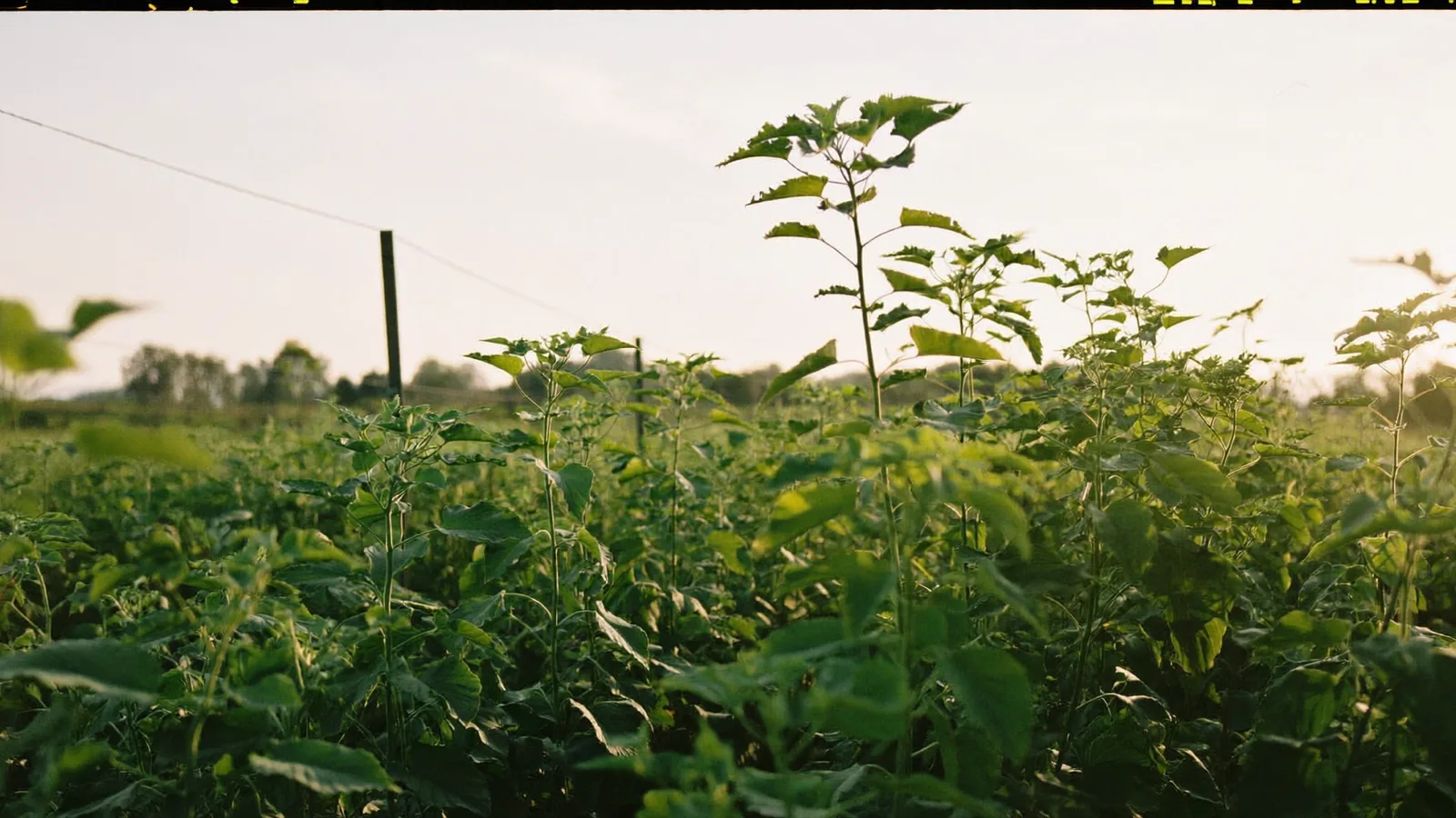 Filari di ortaggi biologici in un campo al tramonto